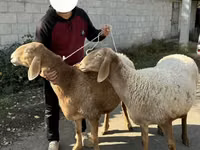 भेड़, Arashan sheep — फ़ोटो 2