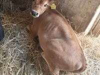 Cow, Jersey breed — photo 6