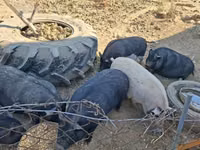 Pigs (batch, sex not specified) — photo 6