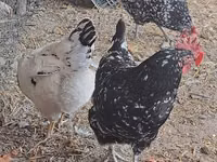 Chickens — picha 4
