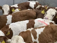 Rinder (Partie, Geschlecht nicht angegeben), Simmental cattle — Foto 2
