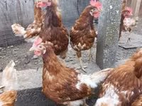 Chickens — picha 2