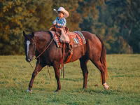 Farasi dume, Quarter Horse — picha 2