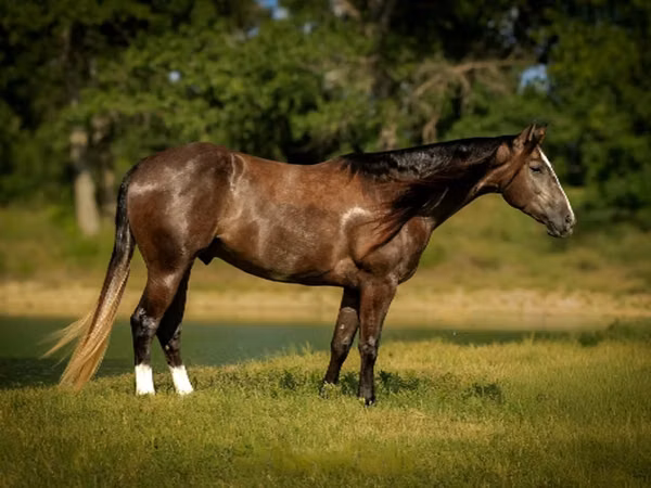 حصان, Quarter Horse