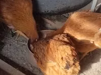 Chickens — 照片 2
