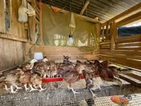 Rhode Island Rot — Foto 6
