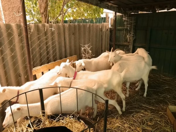 Mbuzi (kikundi, jinsia haijatajwa), Pomellata goat