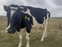 Kuh, Russian Black pied cattle — Foto 1