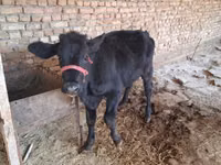 Ng'ombe jike, Red Estonian cattle — picha 2