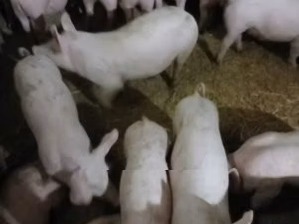 母猪, 
