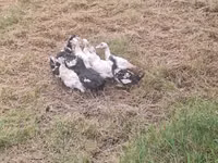 जर्मन पेकिन — फ़ोटो 2
