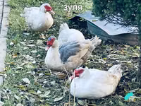 pato criollo doméstico — foto 4