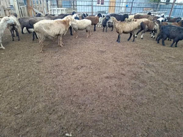 公羊, Sheep