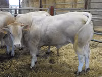 Bulle, Blonde d’Aquitane cattle — Foto 3