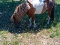 Hengst, Indian half-bred — Foto 2