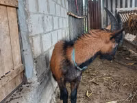 बकरा, Italian Alpine goat — फ़ोटो 3