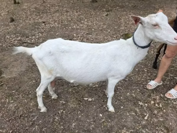 Goat, Saanen goat