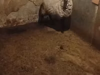 母羊, Romanov sheep — 照片 2