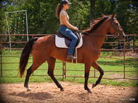 घोड़ी, Standardbred — फ़ोटो 1