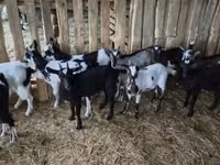 Billy Goat, Goats — photo 8