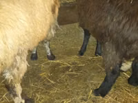 كبش, Qashqai sheep — الصورة 4