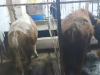 公牛, Cattle — 照片 4