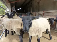 भेड़, White Suffolk sheep — फ़ोटो 3