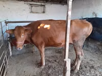 Kuh, Red Estonian cattle — Foto 1