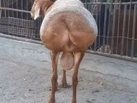 मेढ़ा, Saryarka sheep — फ़ोटो 4
