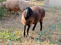 Schaf, Kazakh fat-tailed coarsewool sheep — Foto 1