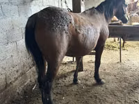 Mare, Horses — photo 2