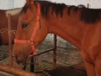 Hengst, Manipuri pony — Foto 7