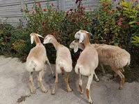 भेड़, भेड़ — फ़ोटो 1