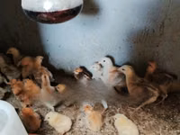 Chickens — Foto 3