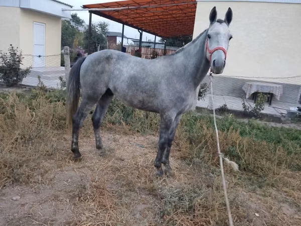 Caballo, Thoroughbred horse