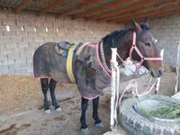Hengst, Karabakh horse — Foto 3