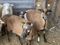 Kondoo jike, Cameroon sheep — picha 2