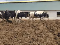 Cow, Russian Black pied cattle — photo 1