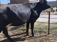 Vaca, Raza Holstein — foto 2