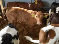 牛只（批次，未指定性别）, Simmental cattle — 照片 5