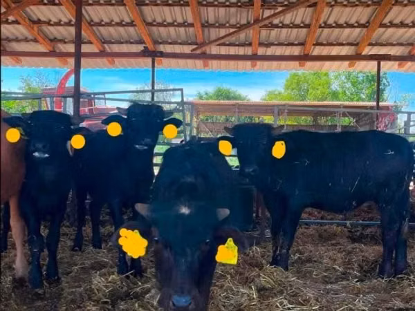 Vaca, Búfalo Africano
