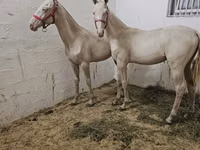 Farasi dume, Akhal-Teke — picha 4