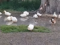 Ducks — Foto 1