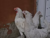 Chickens — 照片 3