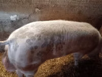 Eber, Schweine — Foto 2