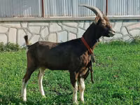 عنزة, Toggenburg goat — الصورة 3