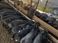 Sheep (batch, sex not specified), Sheep — photo 2