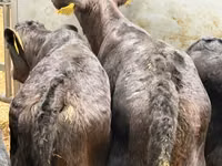أبقار (دفعة، الجنس غير محدد), Simmental cattle — الصورة 7