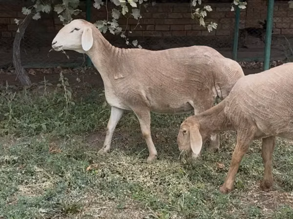 Schaf, Arashan sheep