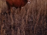 Kondoo jike, Tian-Shan semifinewool sheep — picha 4